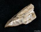 Tyrannosaurid Tooth Fragment - T-Rex #3005-2